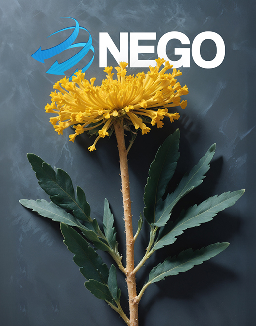 Nego Kurumsal Web Sitesi Güncellendi